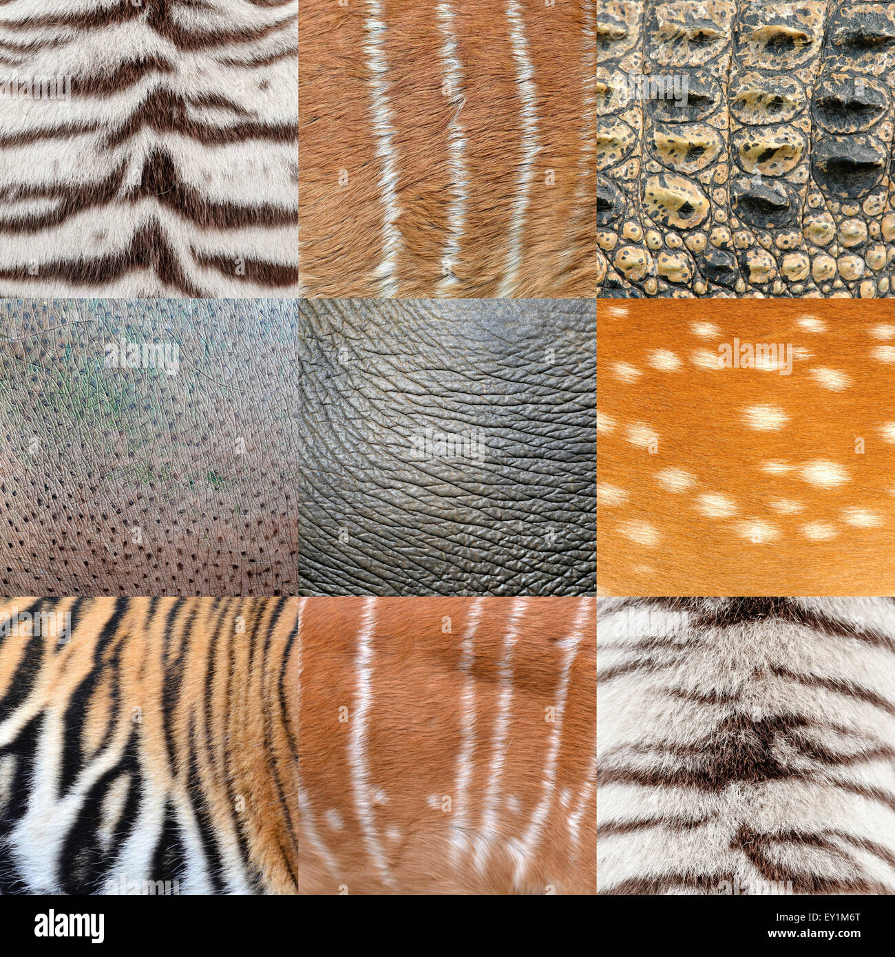 textured of an animals skin Stock Photo: 85475008 - Alamy