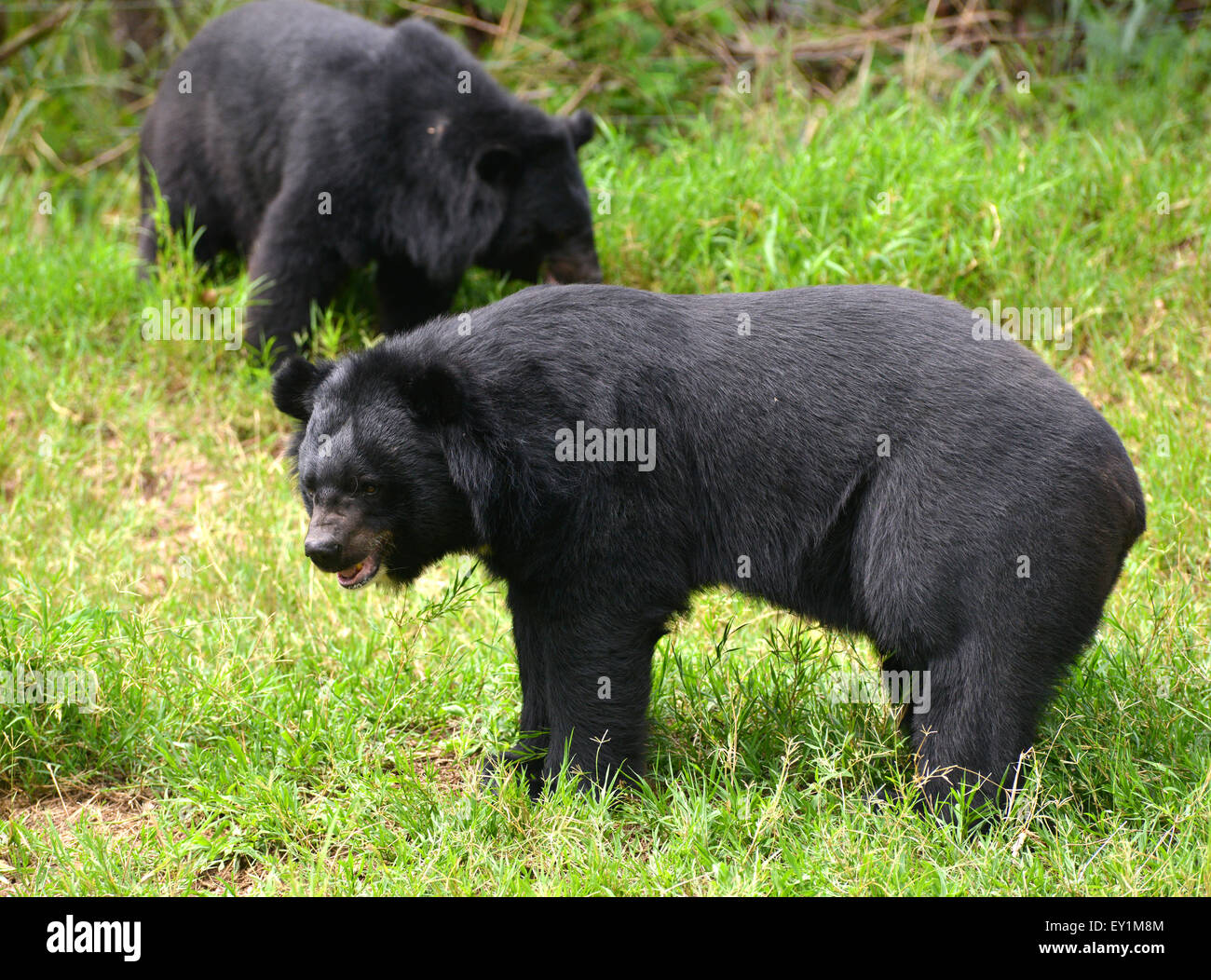 asiatic black bear or moon bear (ursus thibetanus Stock Photo - Alamy