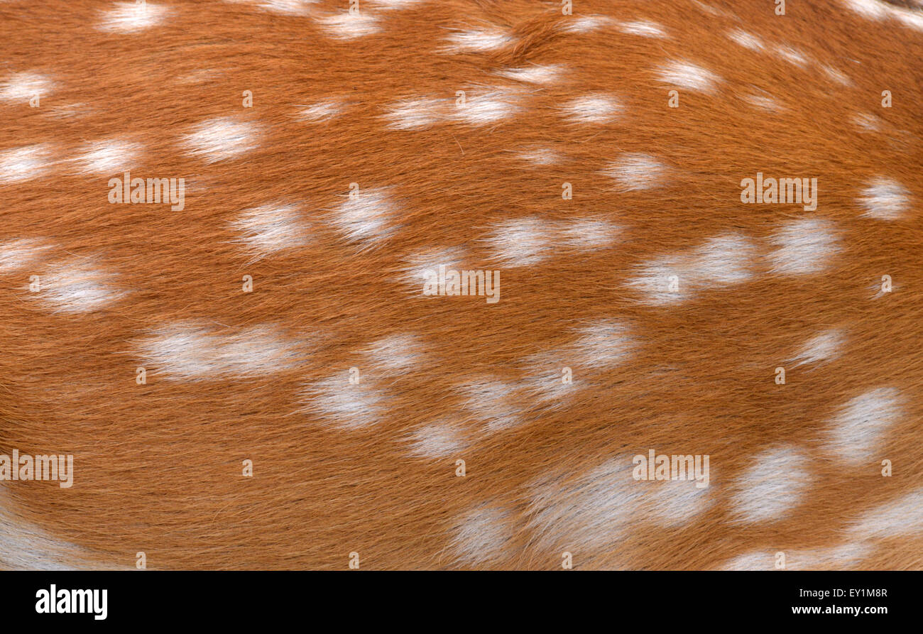 textured of sika deer fur can use for background Stock Photo