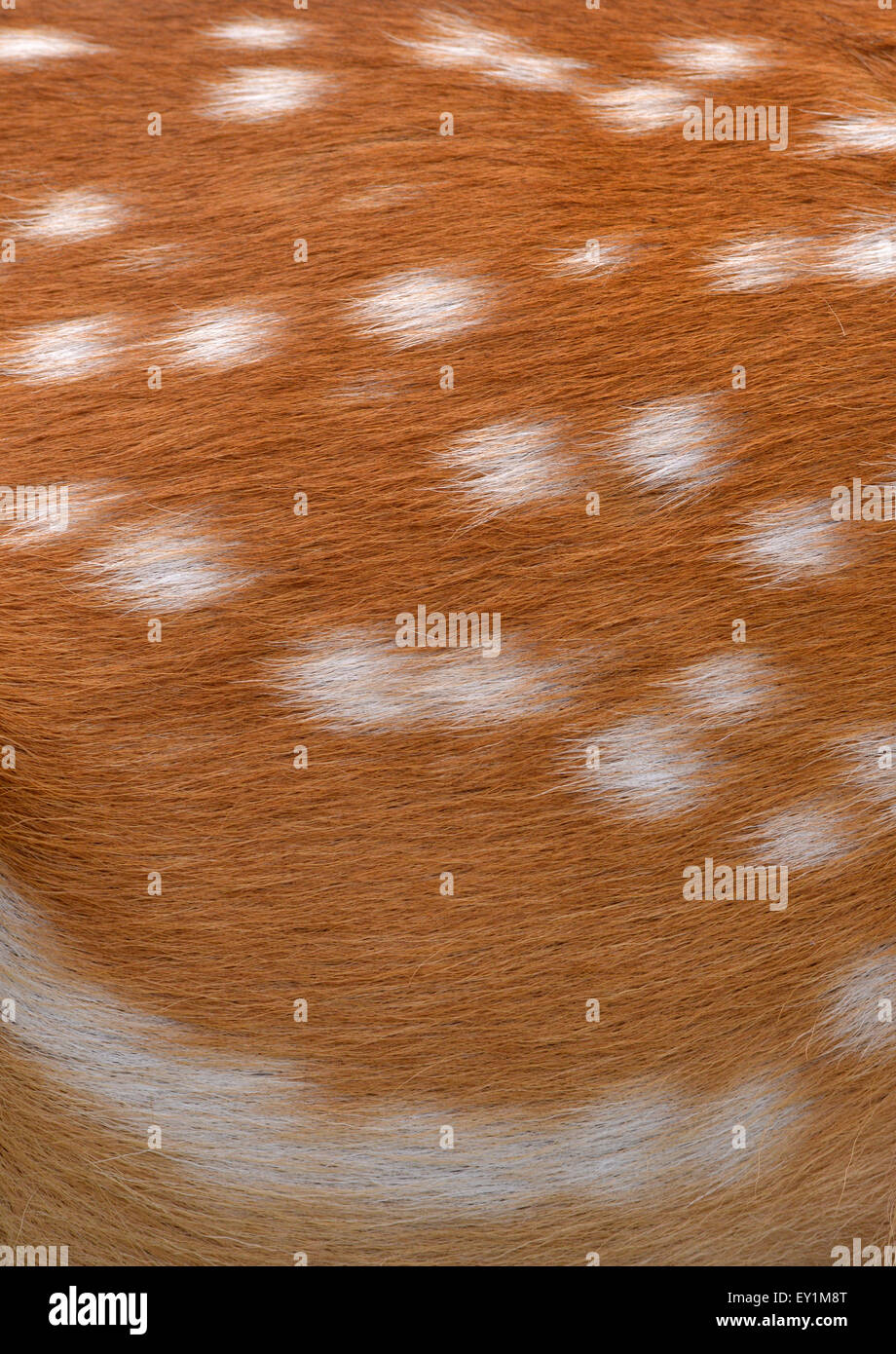 textured of nyala fur can use for background Stock Photo