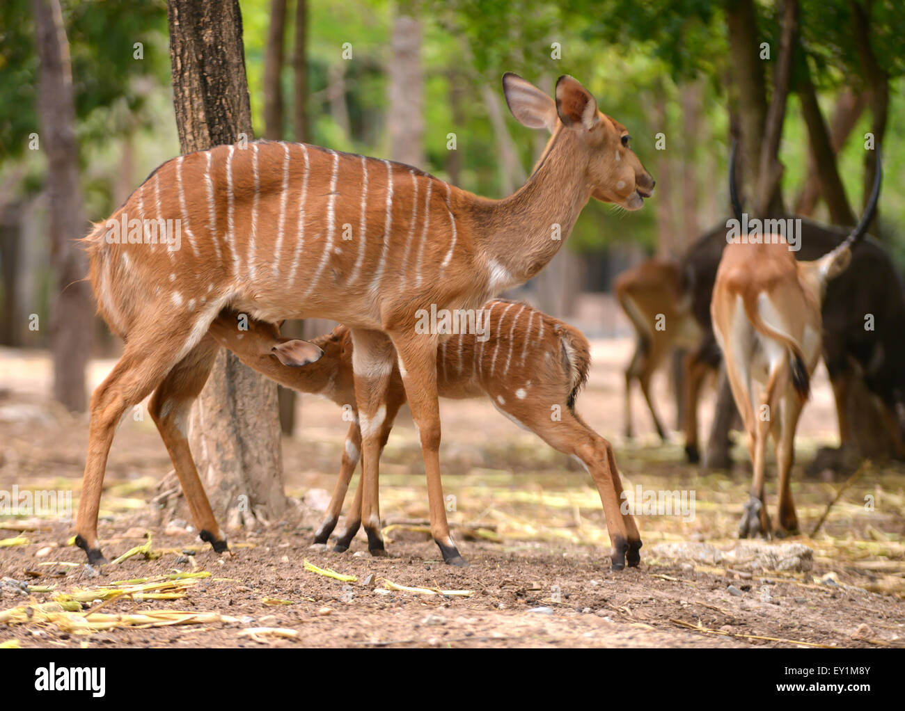 female nyala feeding their baby Stock Photo