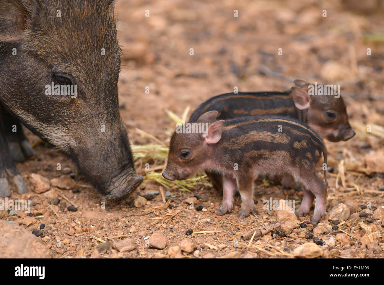 Baby wild boar hi-res stock photography and images - Alamy