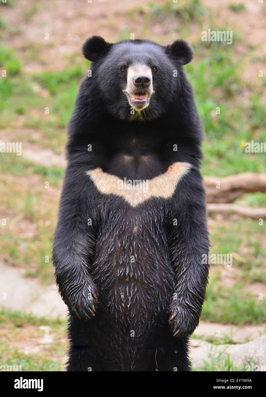 asiatic black bear or moon bear (ursus thibetanus) Stock Photo