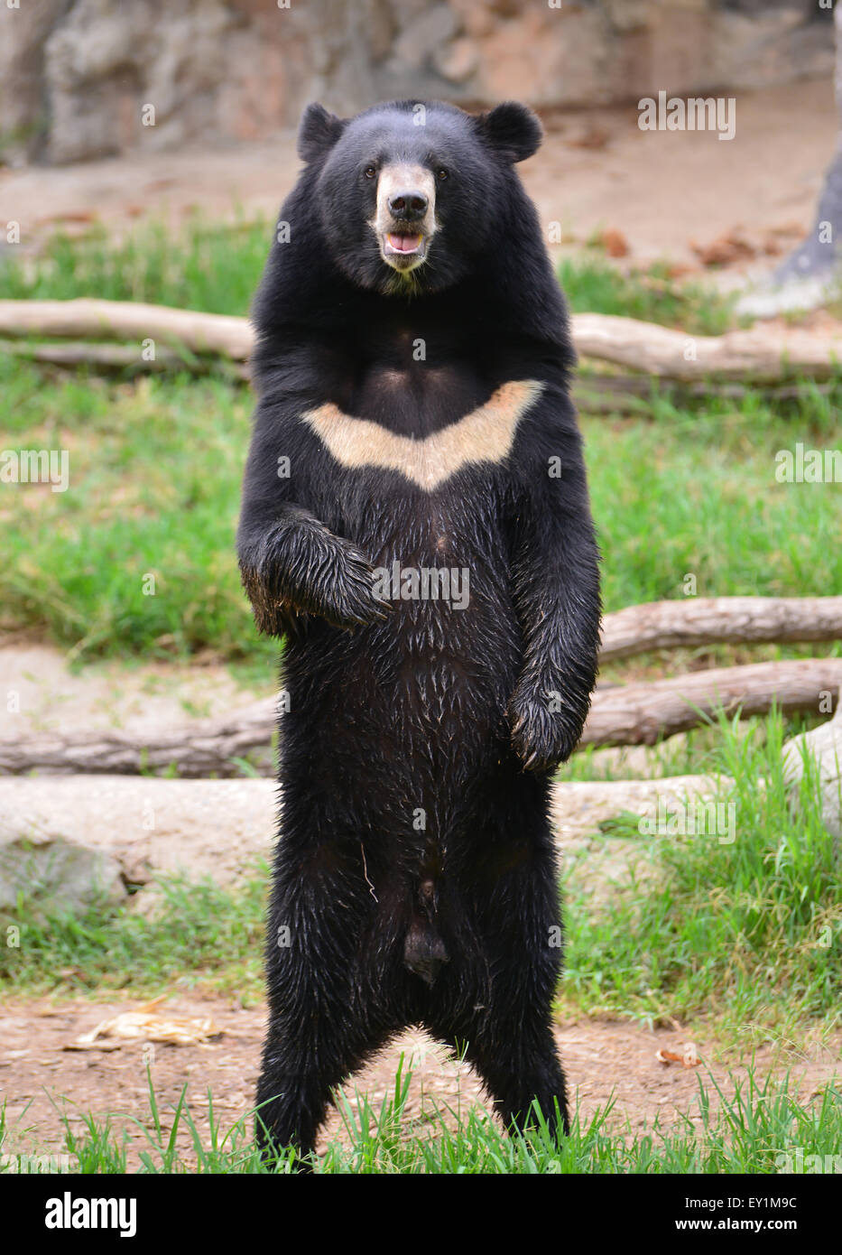 asiatic black bear or moon bear (ursus thibetanus) Stock Photo