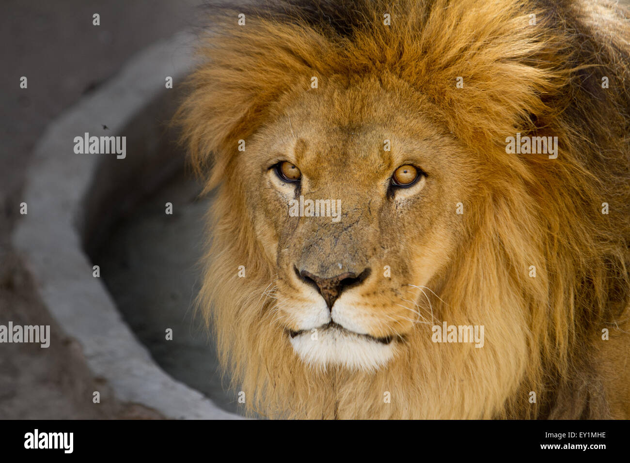 Majestic male lion golden mane hi-res stock photography and images - Alamy