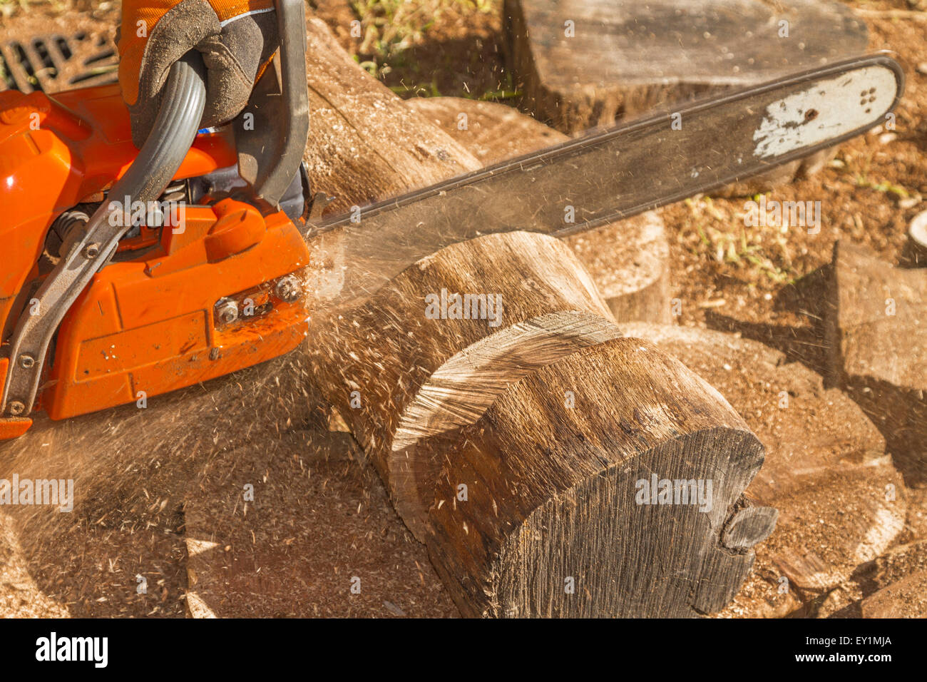 Using a chainsaw to process timber into firewood Stock Photo Alamy