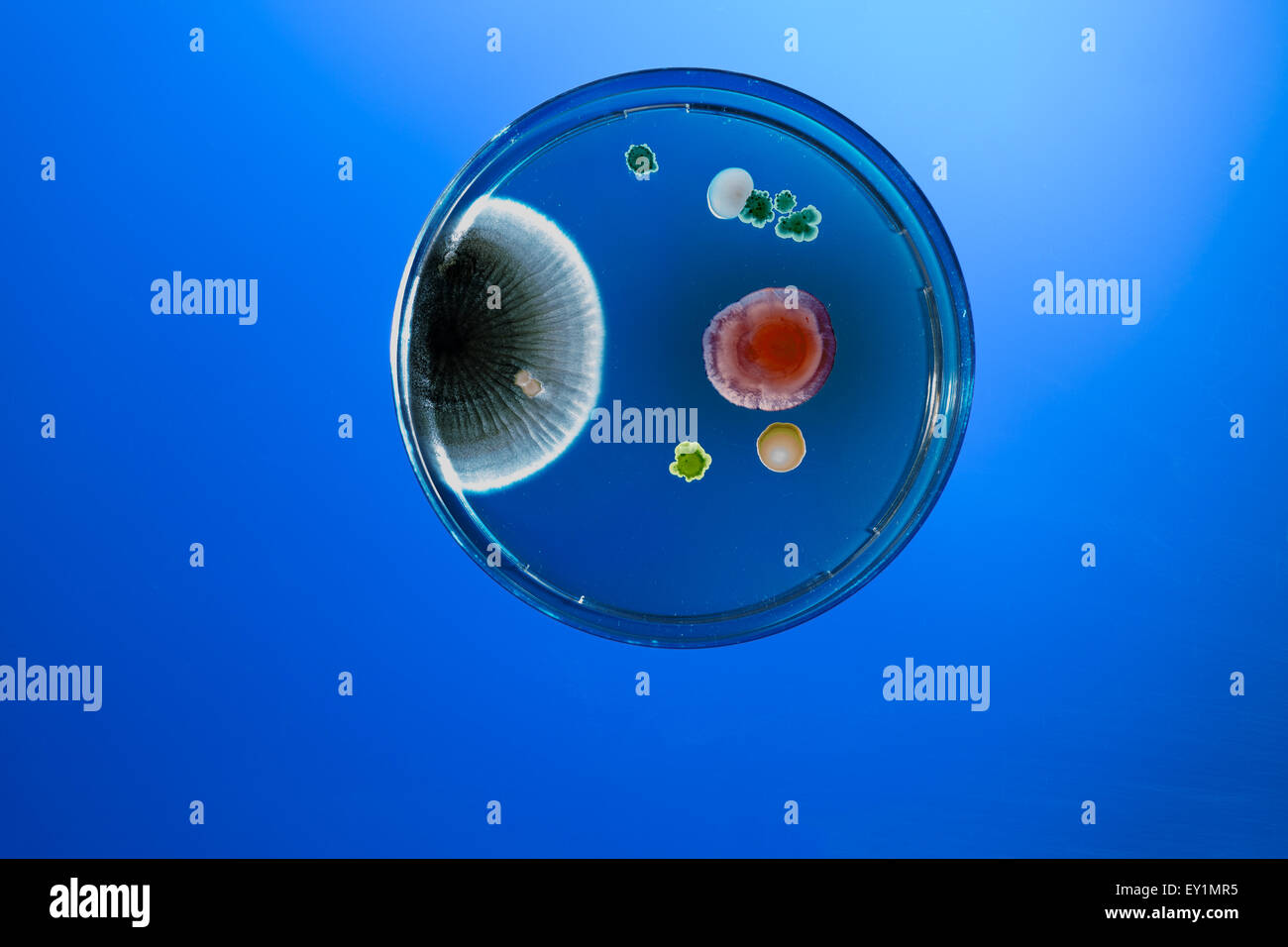 Bacteria petri dish hires stock photography and images Alamy