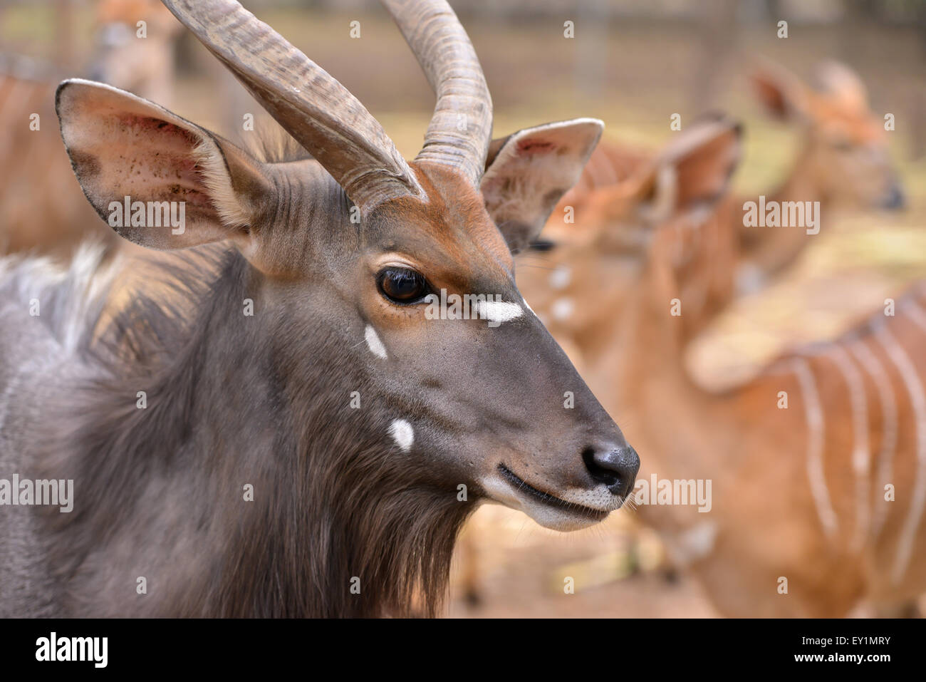 close up of female and male nyala head ( tragelaphus angasii ) Stock Photo
