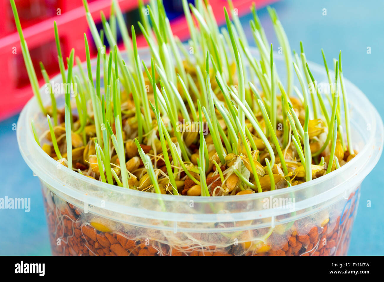 sprout of genetically modified wheat Stock Photo