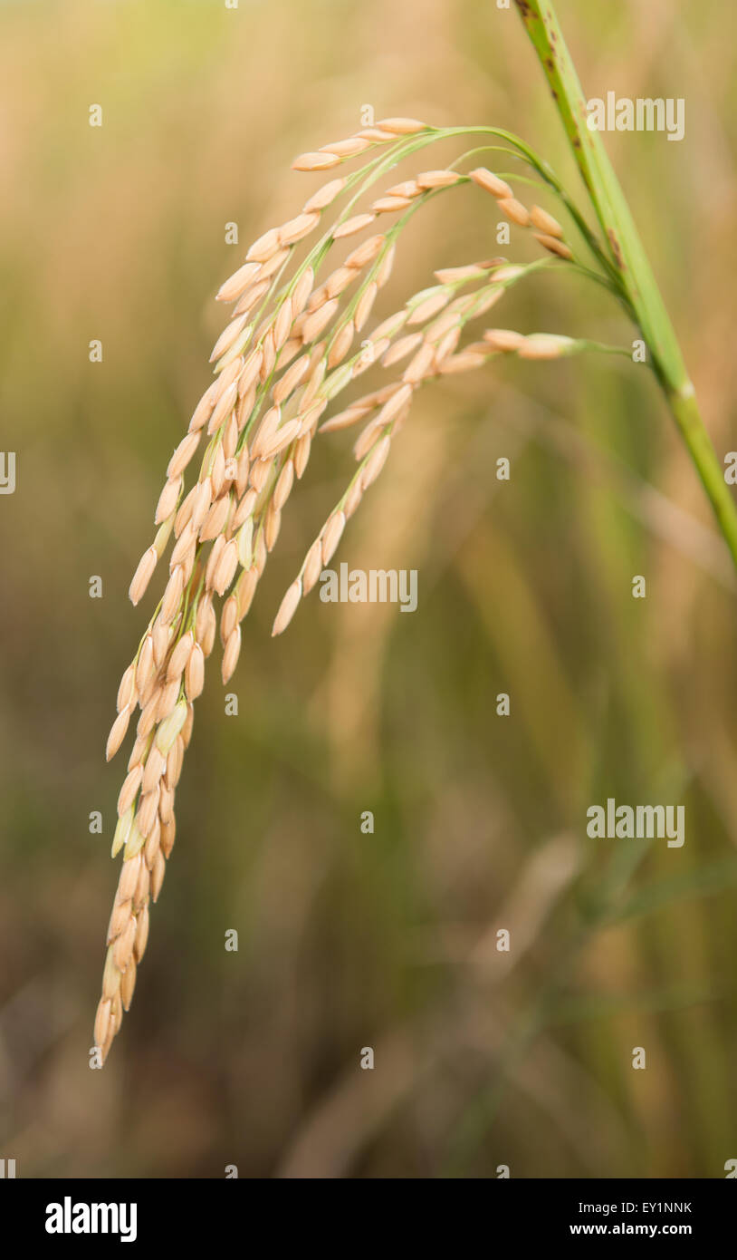 rice field in northern thailand Stock Photo - Alamy