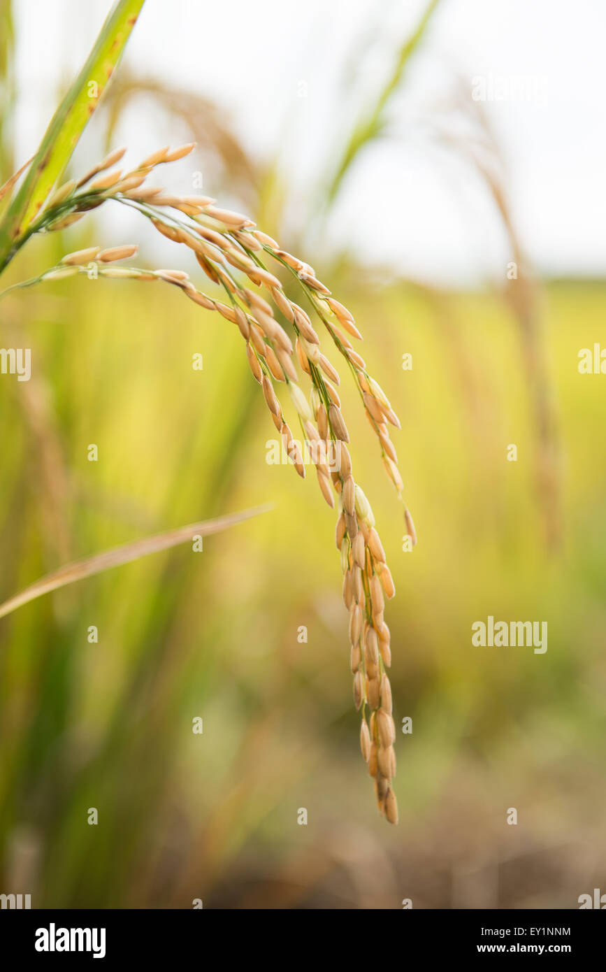 rice field in northern thailand Stock Photo - Alamy