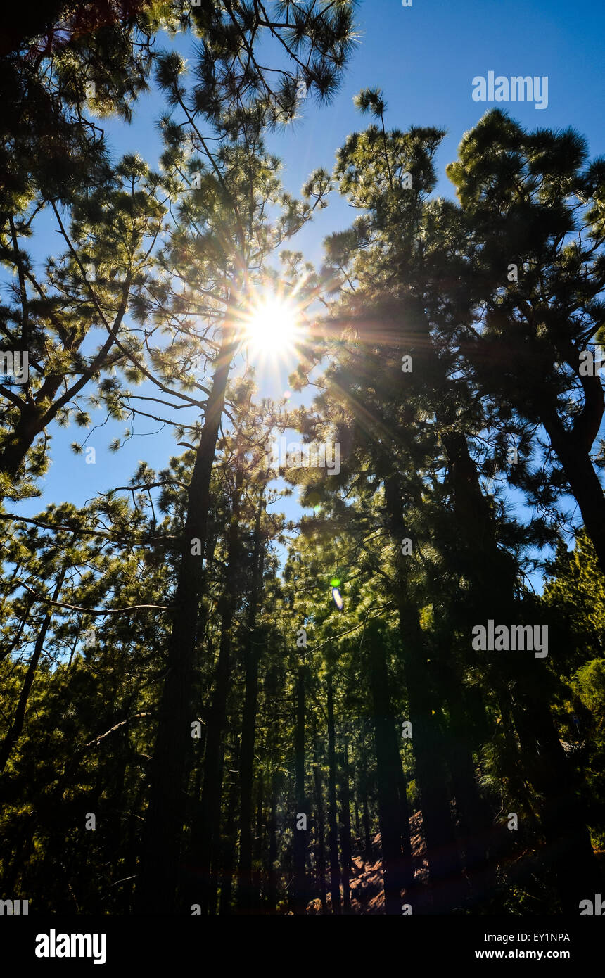 Very High Pine Wood Forest Stock Photo - Alamy