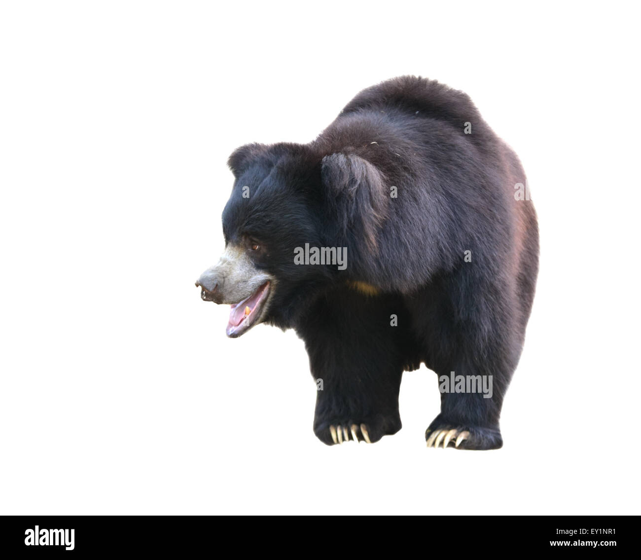 sloth bear or Melursus ursinus isolated on white background Stock Photo