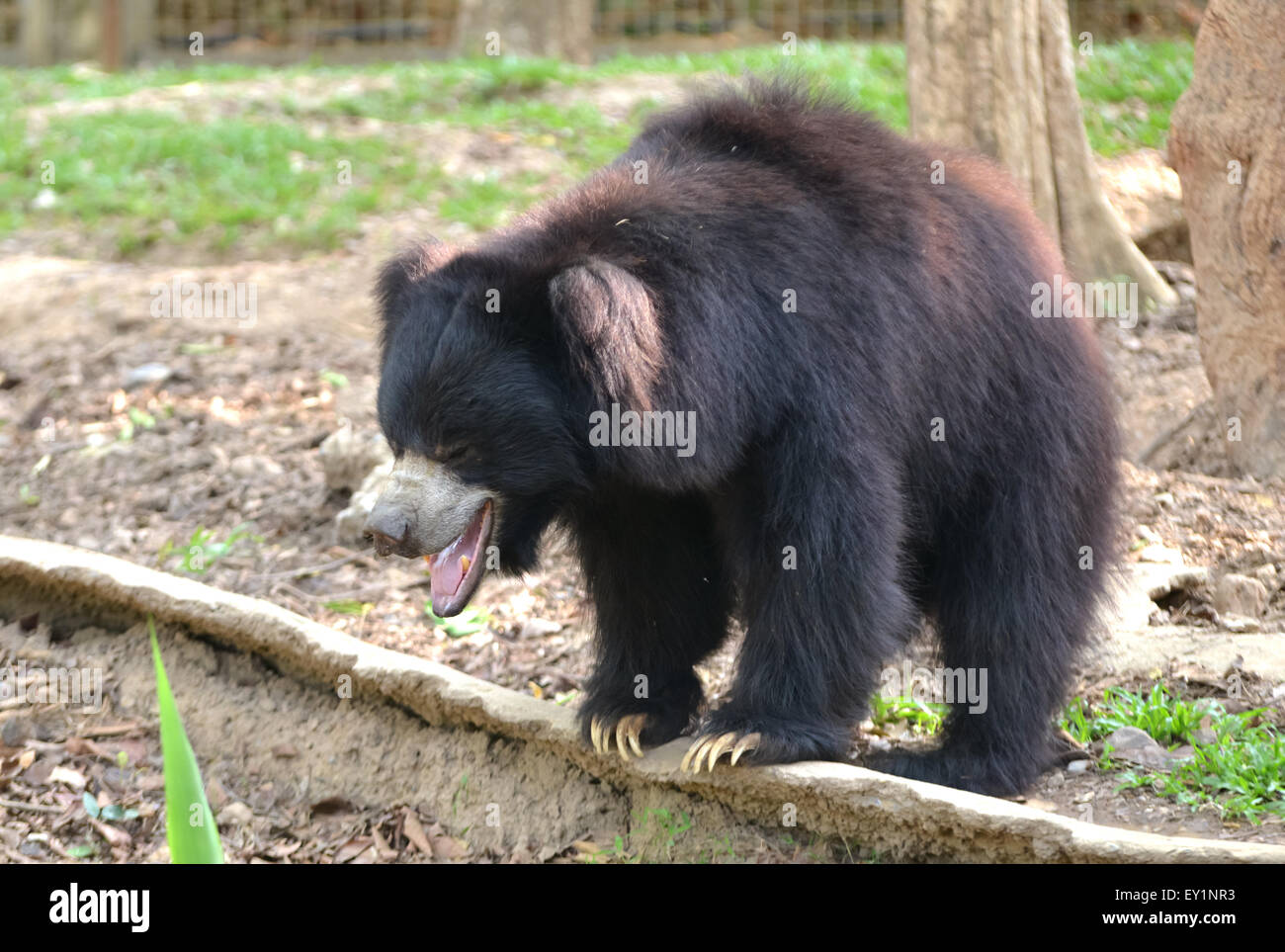 sloth bear or Melursus ursinus in zoo Stock Photo