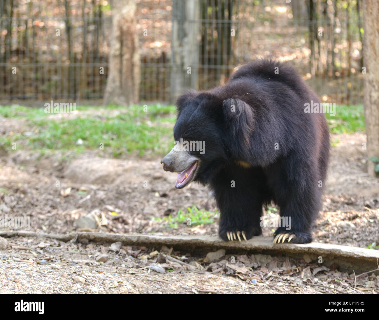 sloth bear or Melursus ursinus in zoo Stock Photo