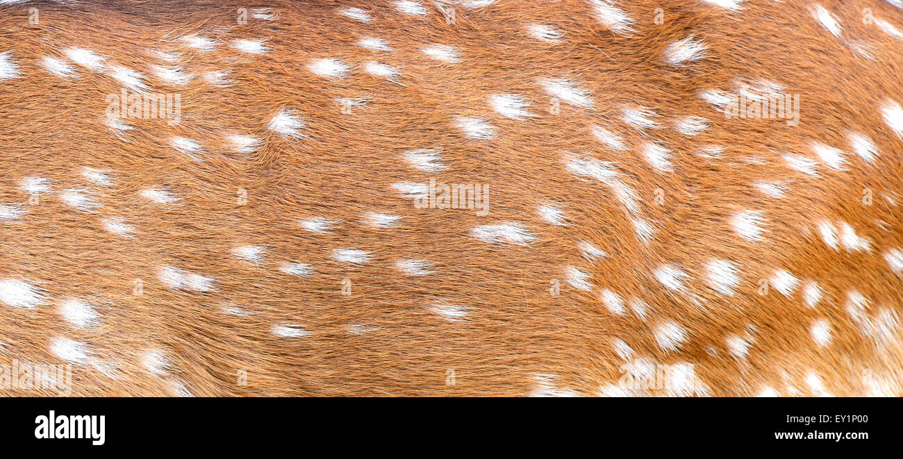 textured of axis deer fur Stock Photo