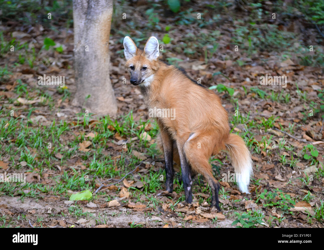 maned wolf in natuer Stock Photo
