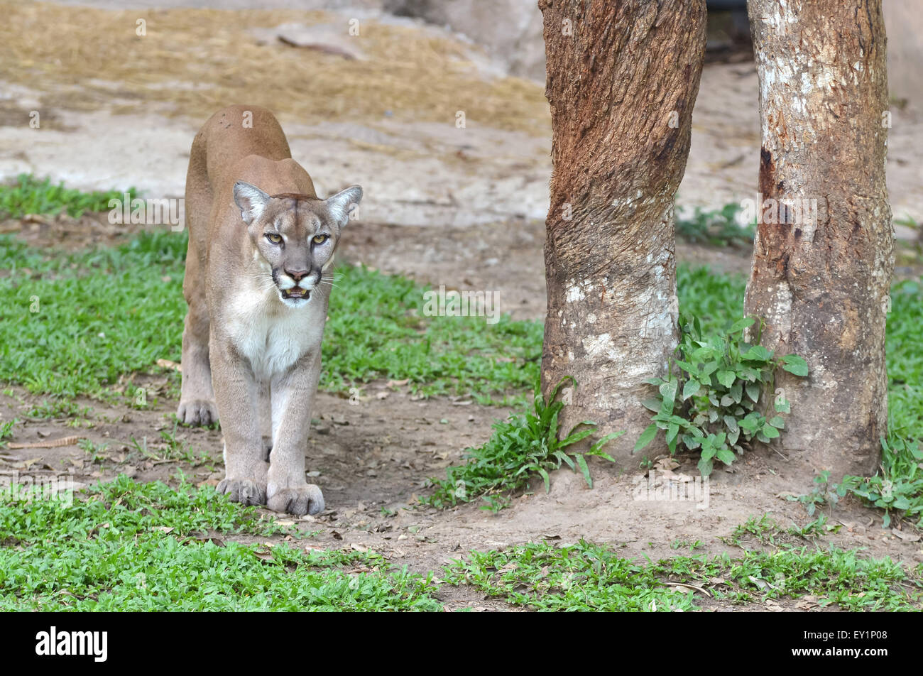 puma or cougar or mountain lion in captive environment Stock Photo - Alamy