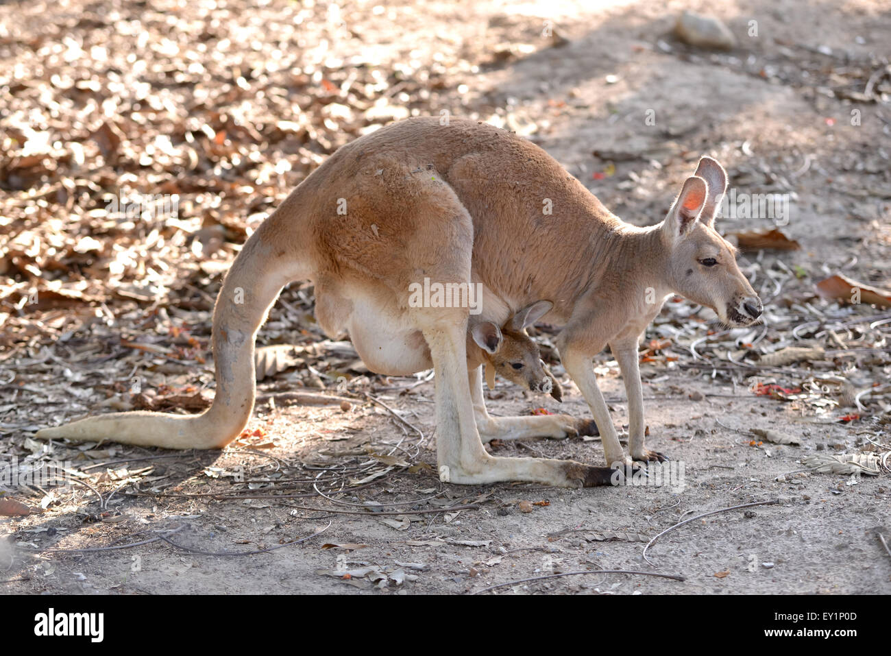 kangaroo with joey in pouch Stock Photo Alamy