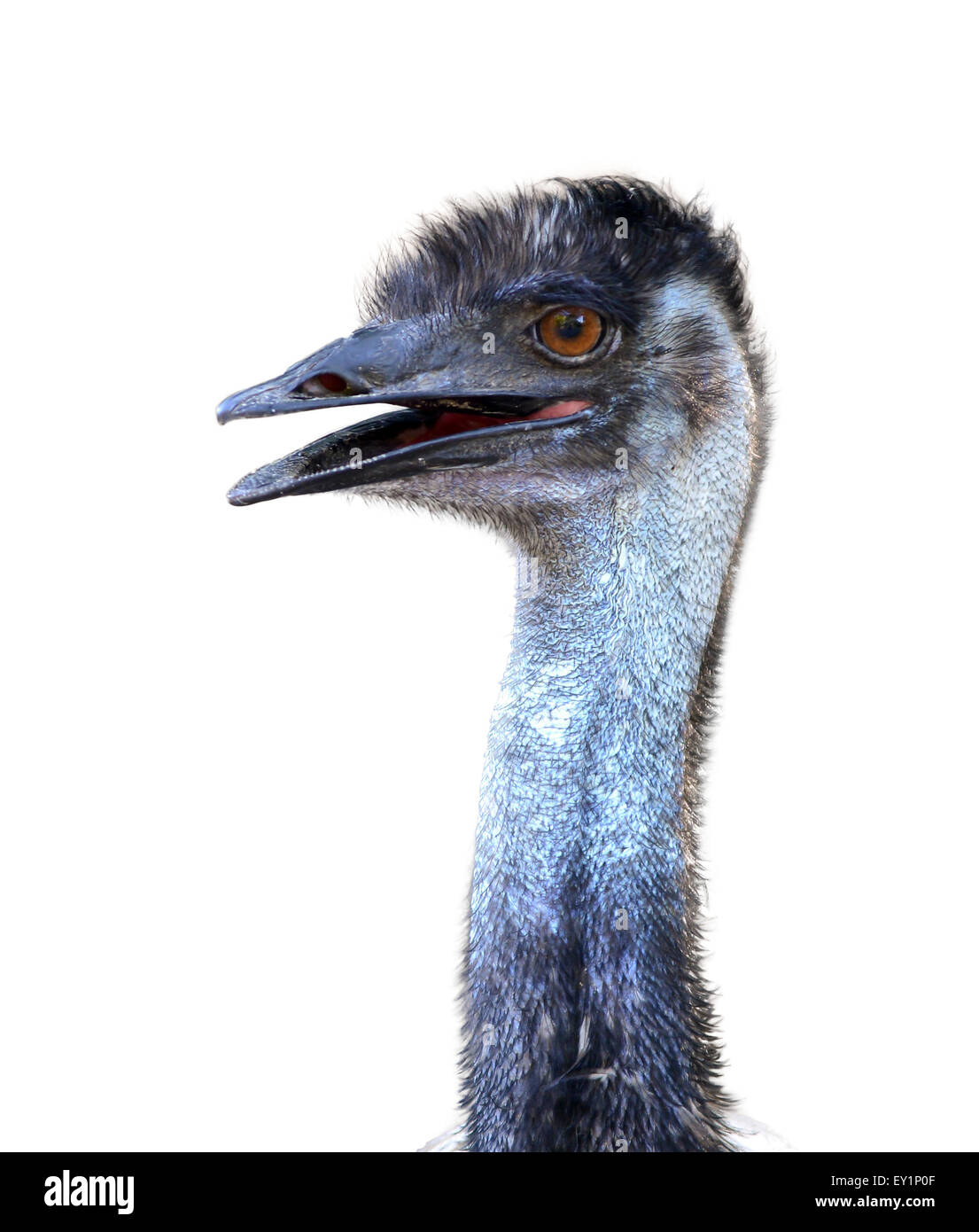 close up of australian emu head isolated Stock Photo