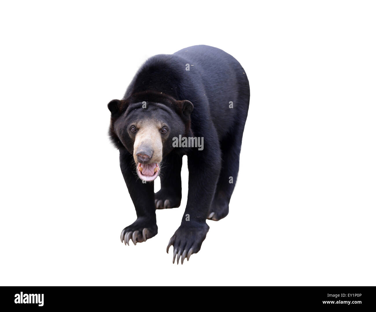 malayan sun bear isolated on white background Stock Photo
