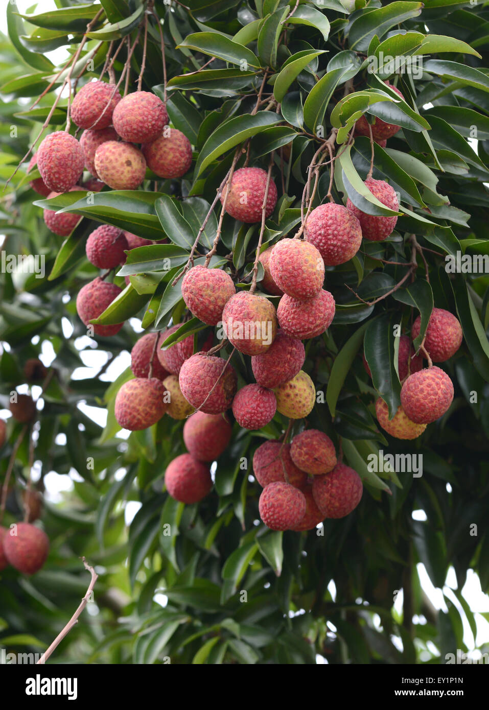 fresh lichi on tree in lichi orchard Stock Photo