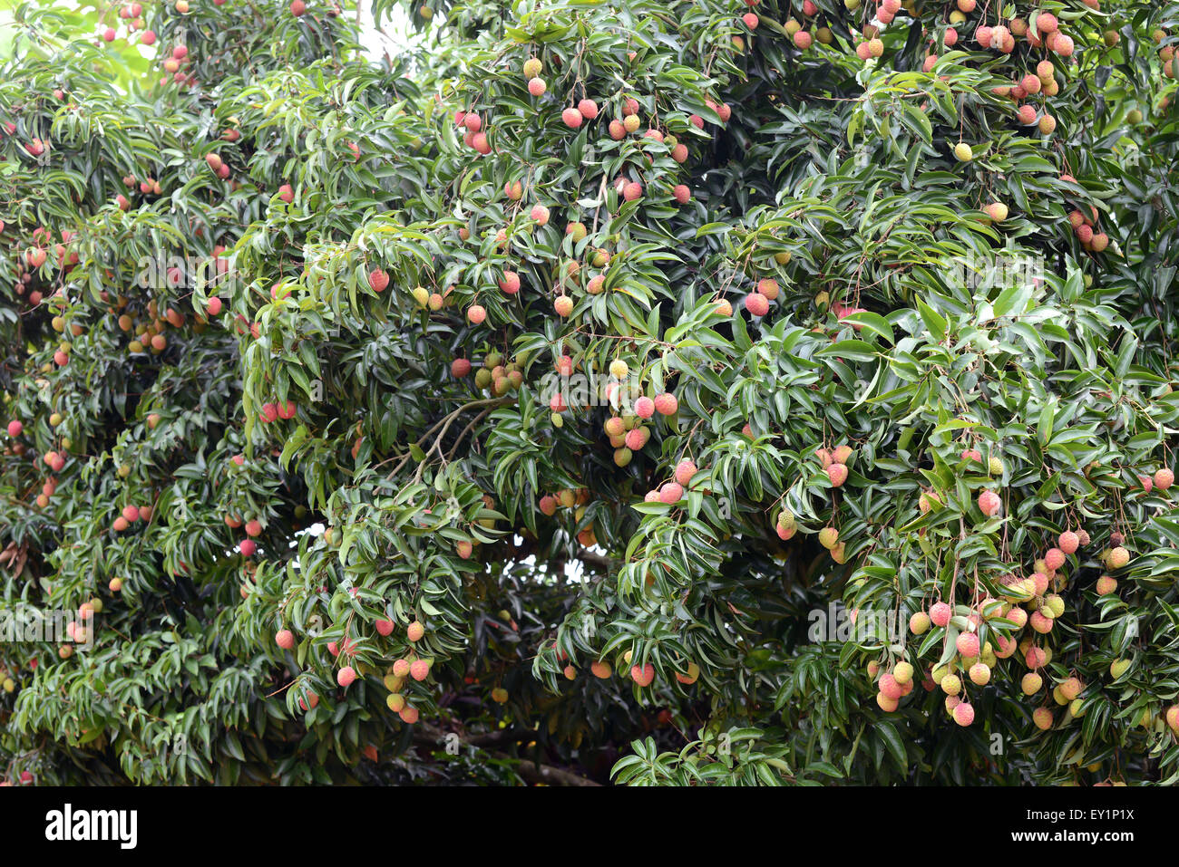 fresh lichi on tree in lichi orchard Stock Photo