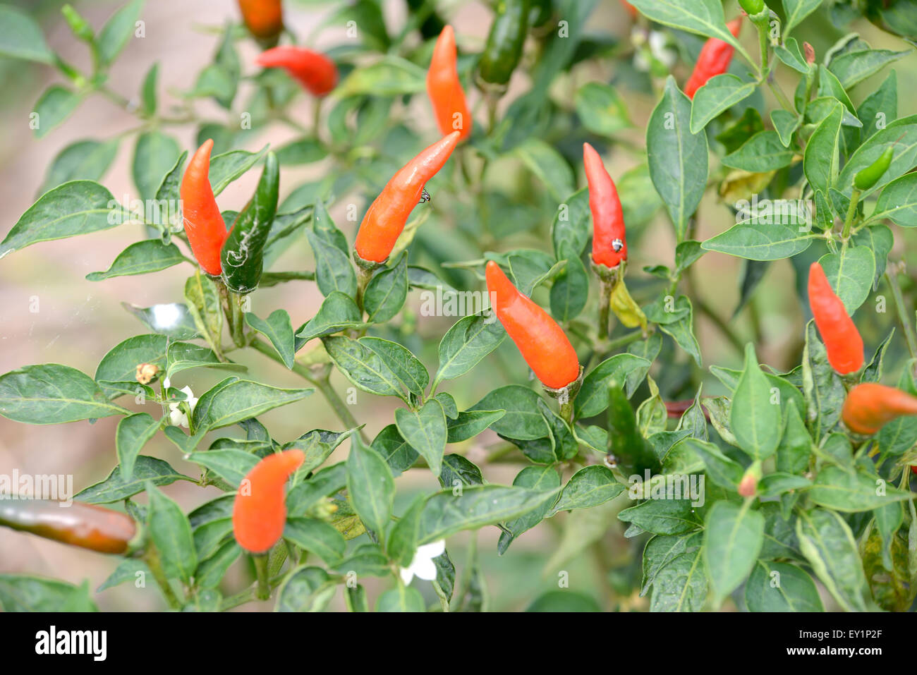 fresh chili on tree in the garden Stock Photo Alamy