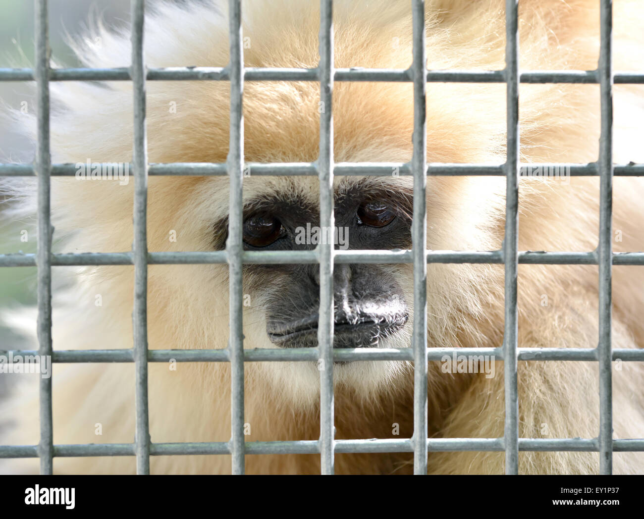 unhappy expression gibbon in cage Stock Photo