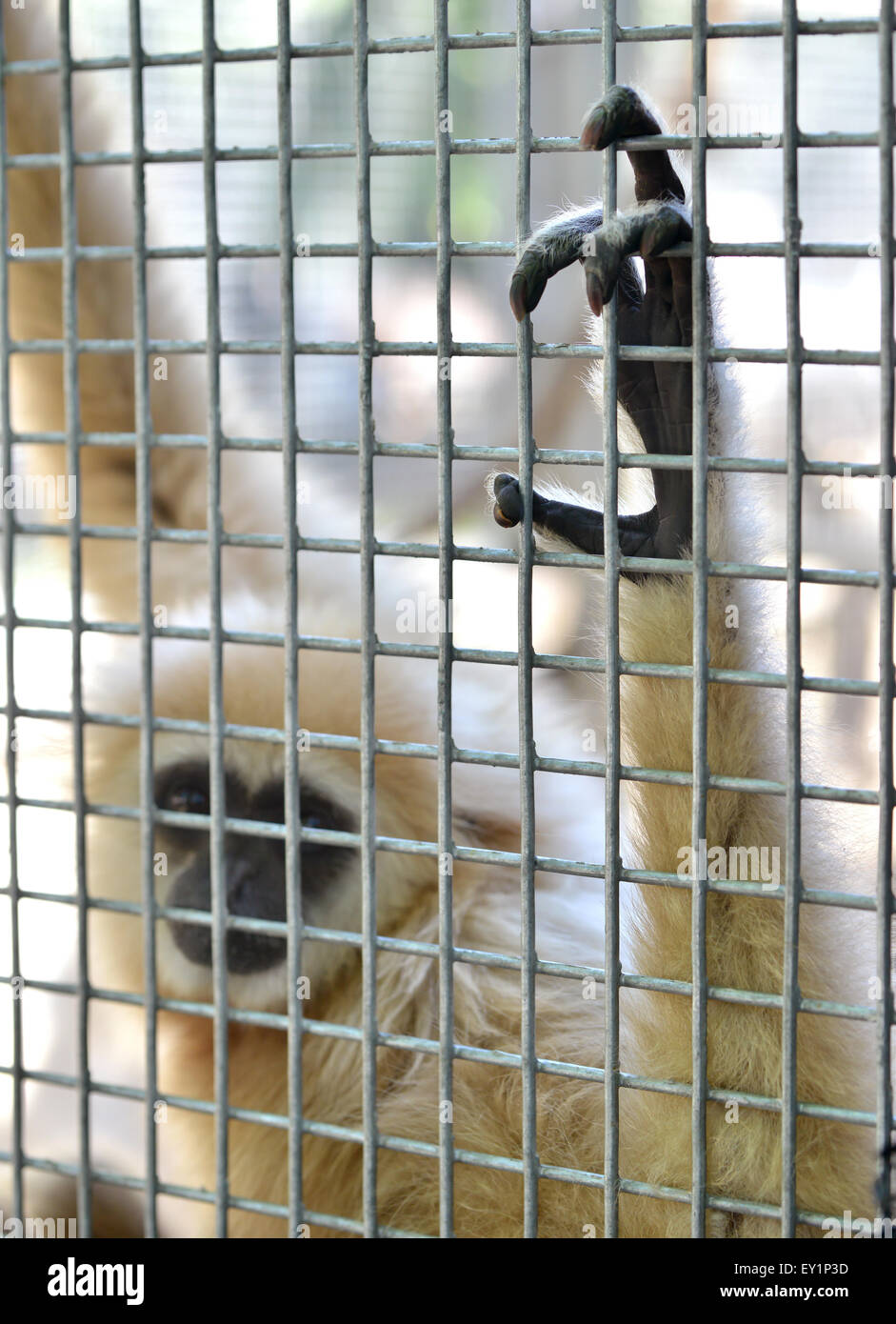 unhappy expression gibbon in cage Stock Photo