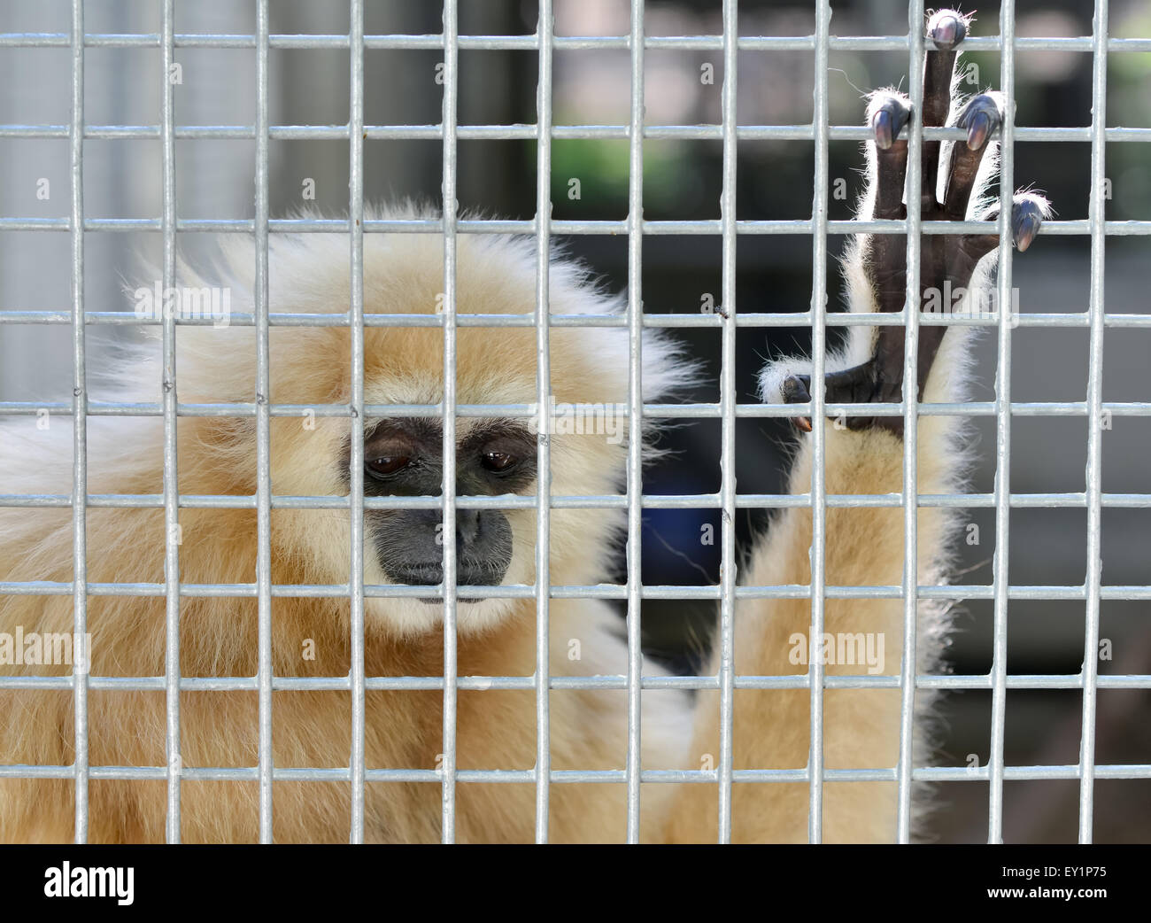 unhappy expression gibbon in cage Stock Photo