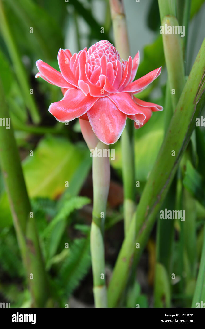 etlingera  elatior flower in the garden Stock Photo