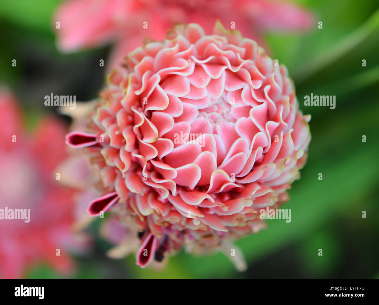 etlingera  elatior flower in the garden Stock Photo