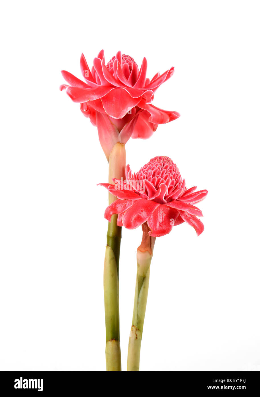 etlingera  elatior flower isolated on white background Stock Photo
