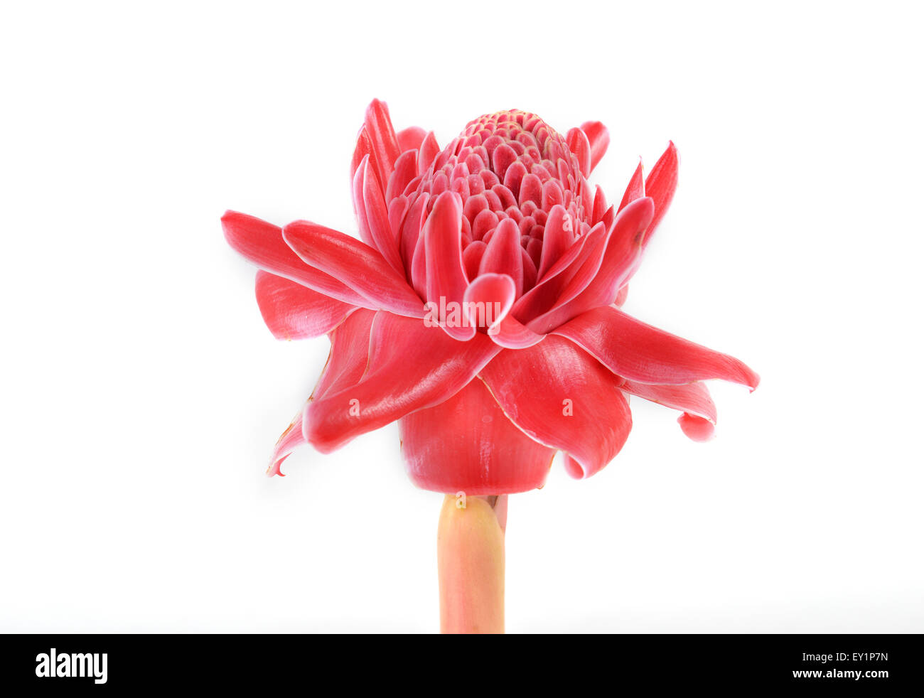 etlingera flower isolated Stock Photo