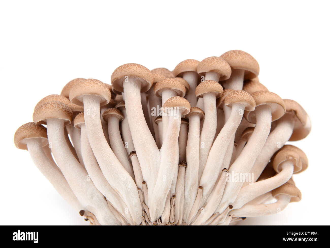 shimeji mushroom isolated on white background Stock Photo