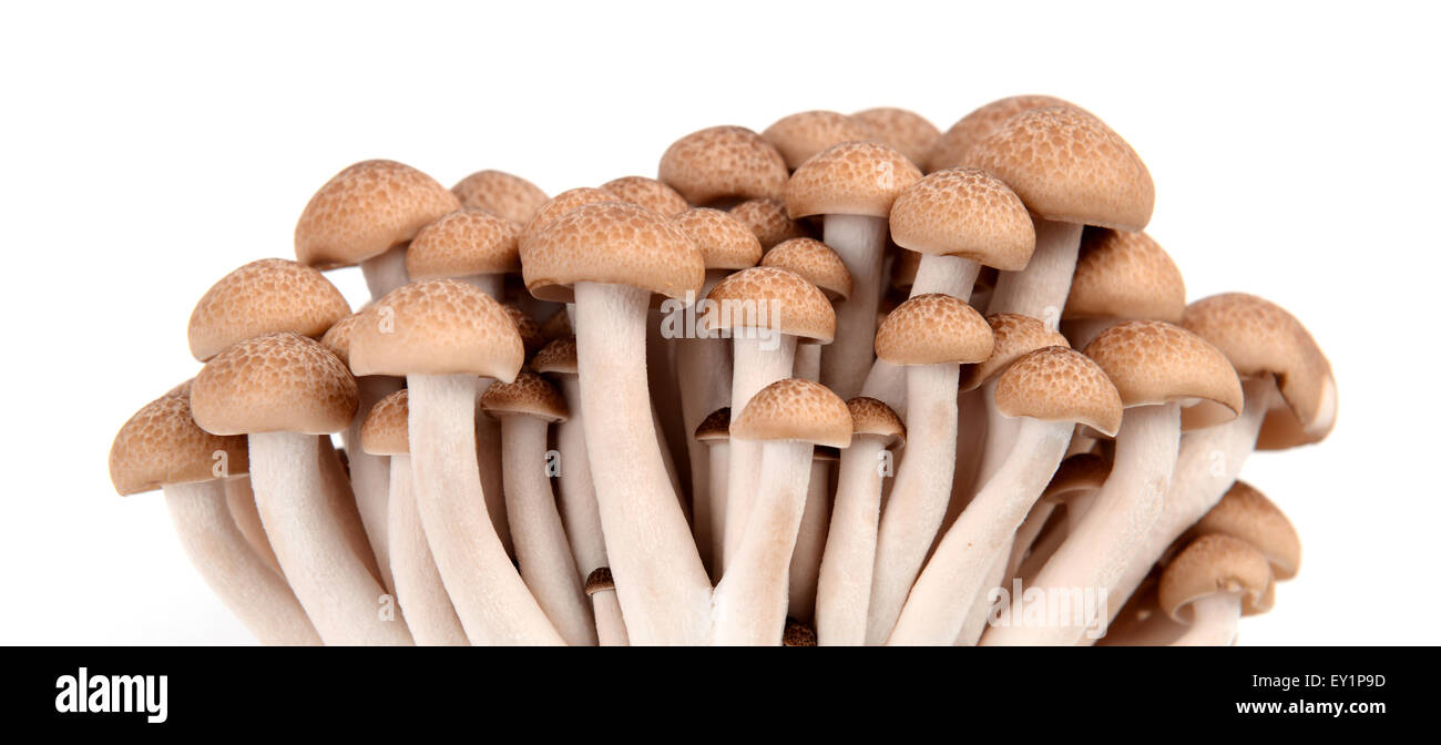 shimeji mushroom isolated on white background Stock Photo