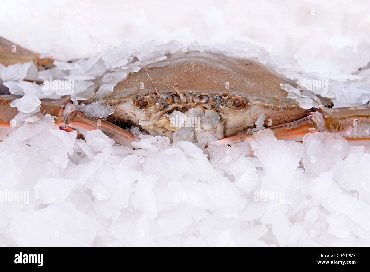 a crab freeze in ice Stock Photo