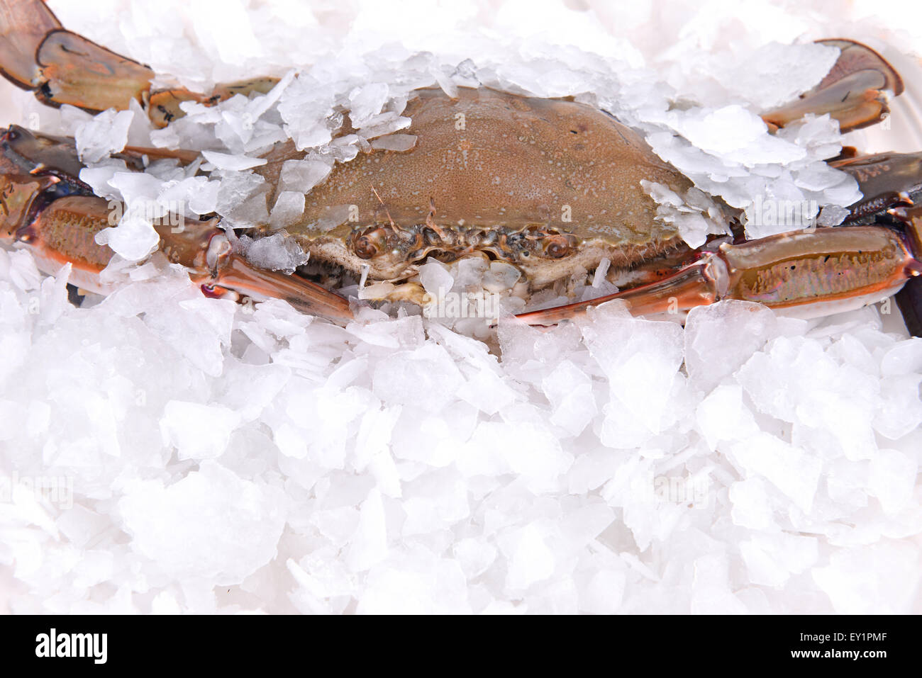 a crab freeze in ice Stock Photo