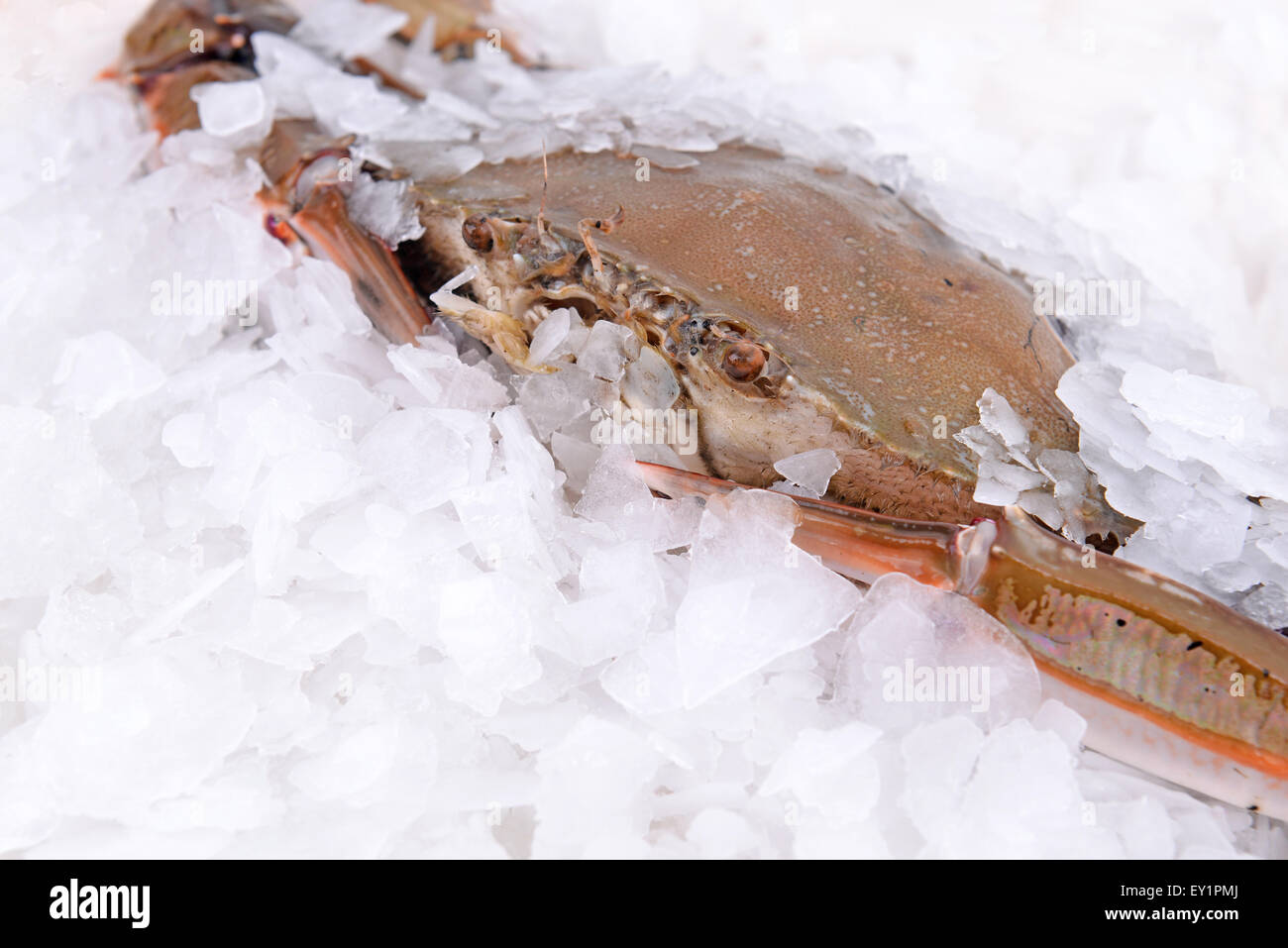 a crab freeze in ice Stock Photo