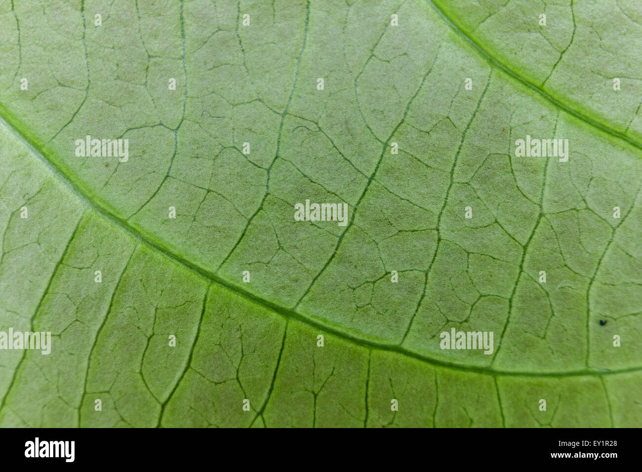 Fresh green leaf texture macro close up Stock Photo - Alamy