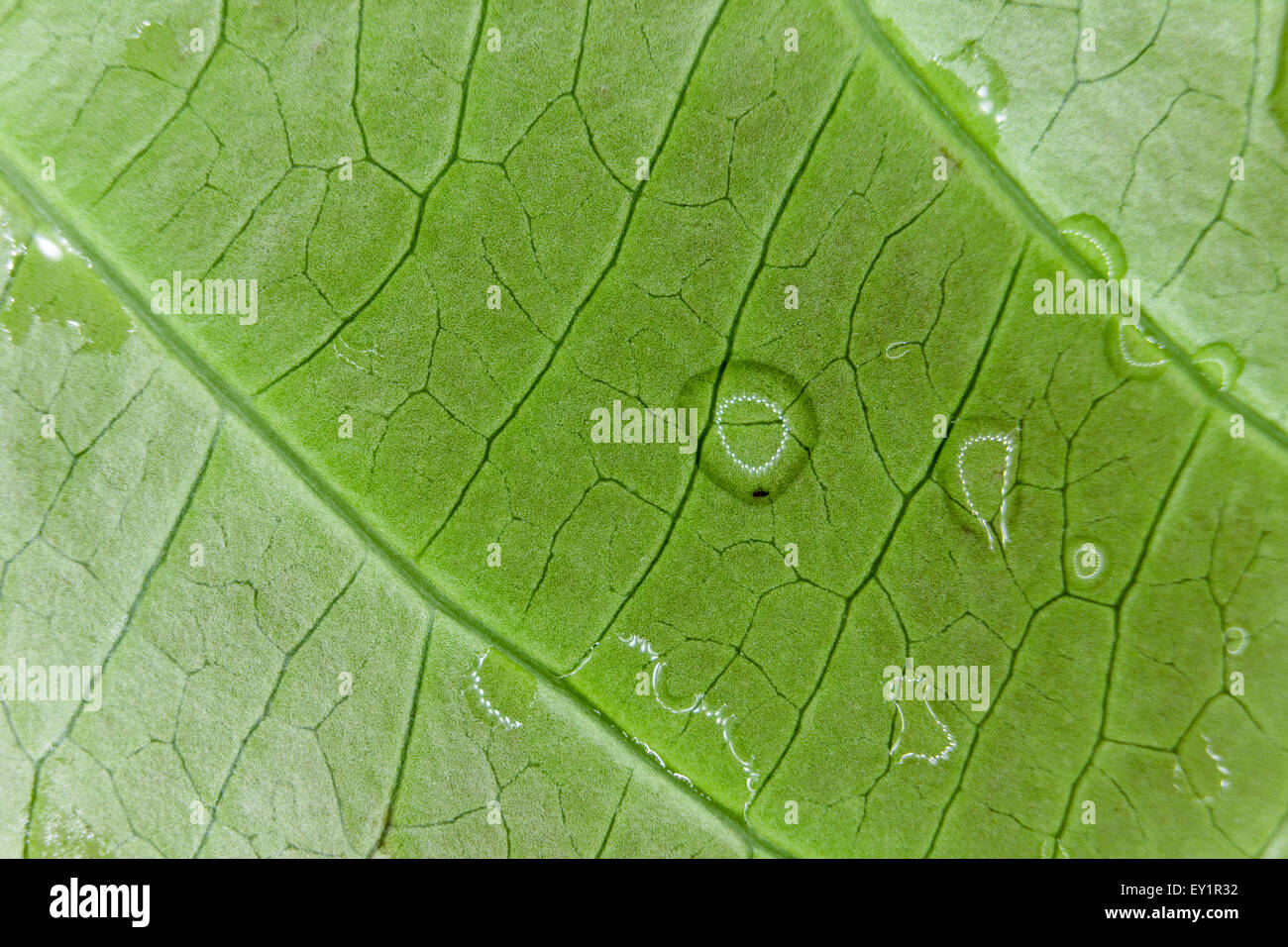 Green leaf texture hi-res stock photography and images - Alamy