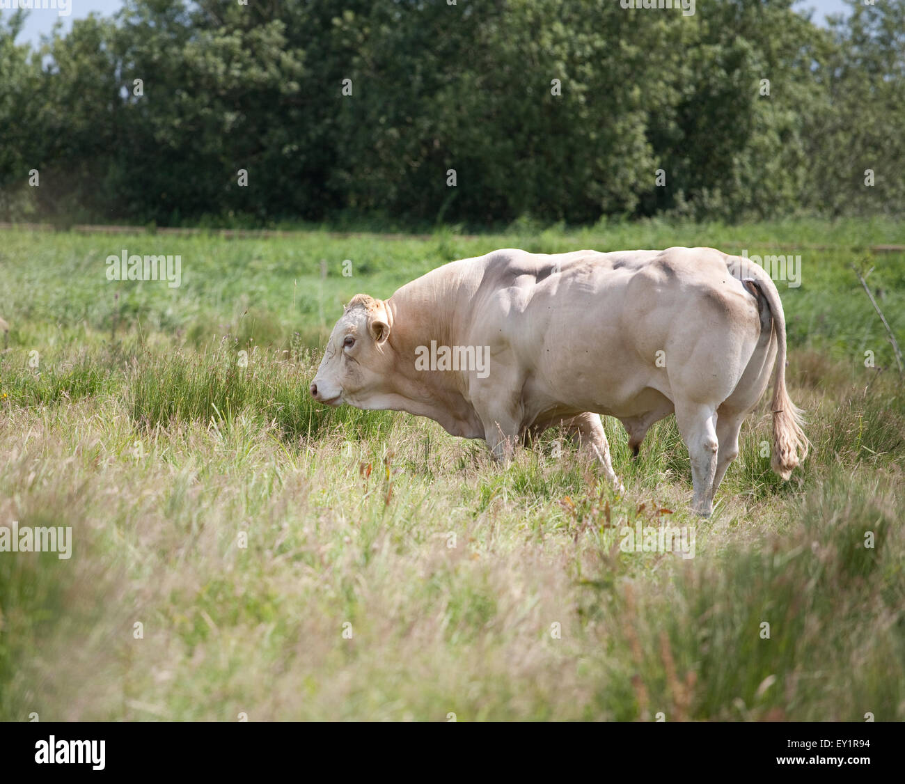 Bull adult male Stock Photo