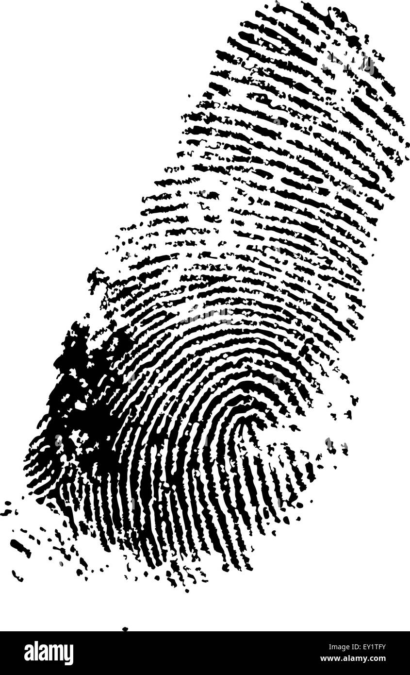 detailed fingerprint - vector illustration Stock Vector