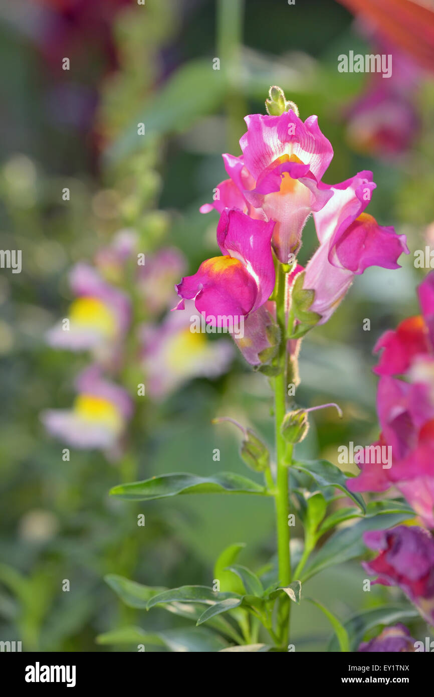 Antirrhinum majus dragon flower in summer time Stock Photo