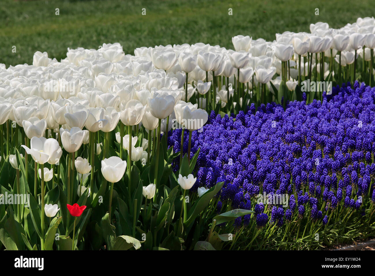 Colorful tulips and muscari flowers creates beautiful paysage in spring time Emirgan,Istanbul Stock Photo