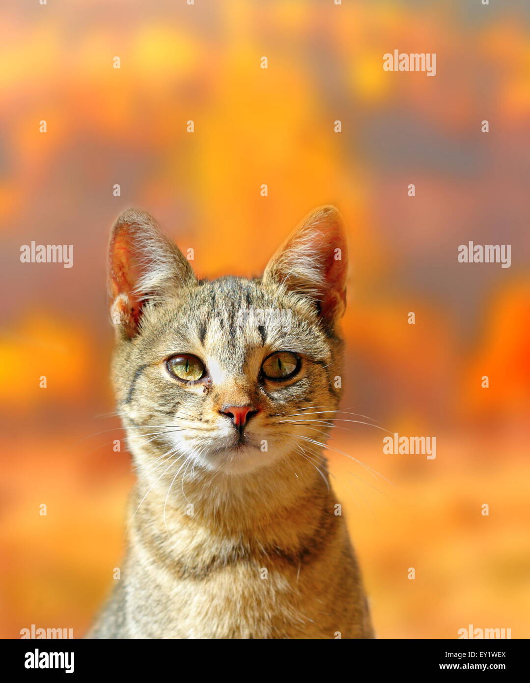 portrait of a young cat over beautiful colors of forest in fall Stock ...