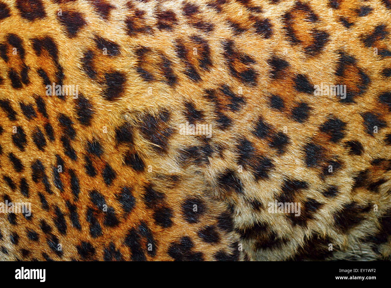 textured detail of leopard fur ( panthera pardus Stock Photo - Alamy
