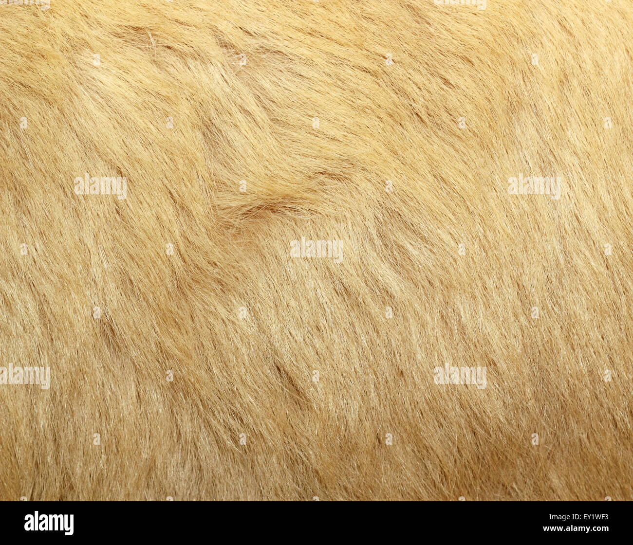 textured detail of polar bear fur ( ursus maritimus ) Stock Photo