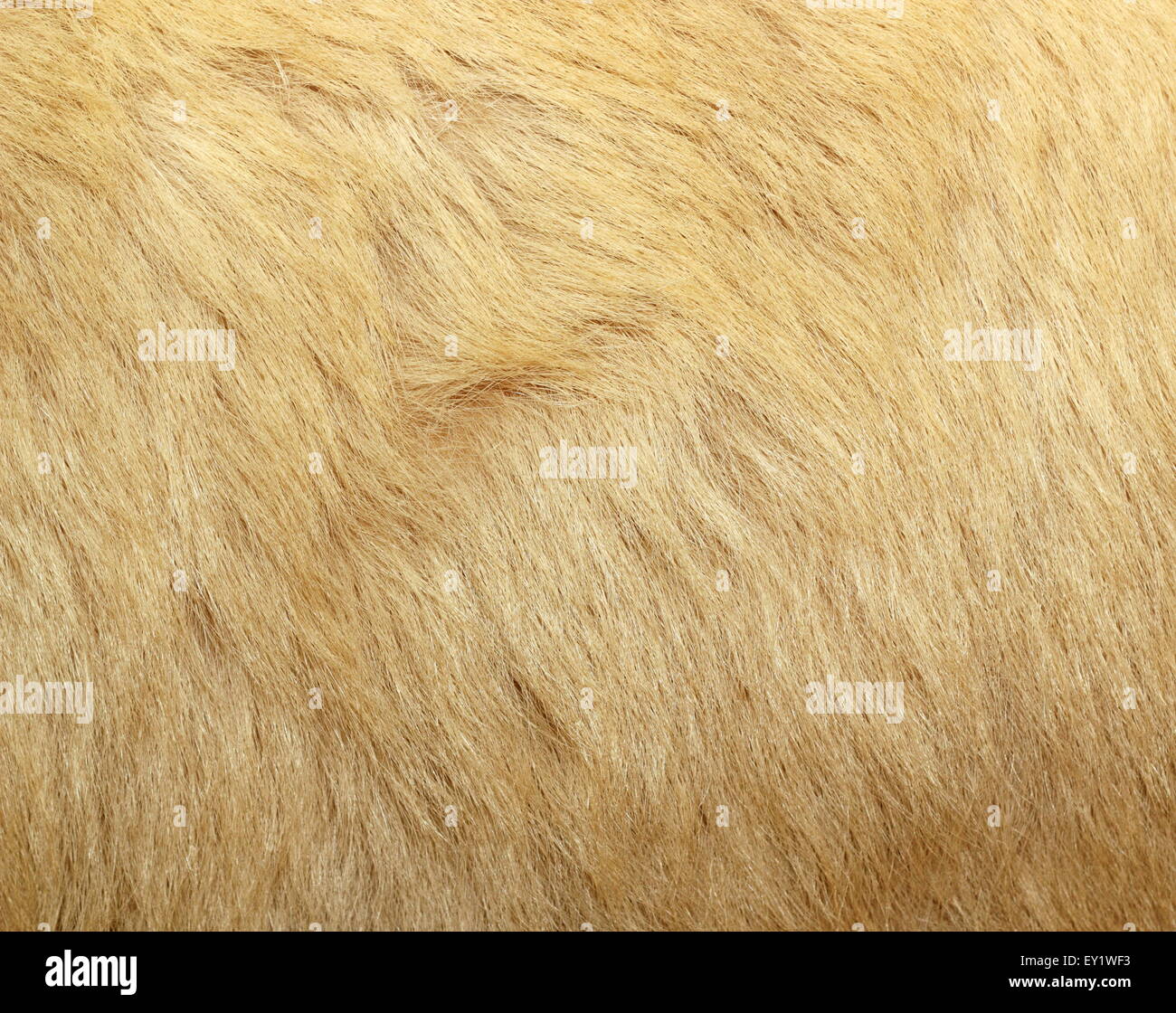 Translucent Fur textured detail of polar bear fur ( ursus maritimus Stock Photo - Alamy
